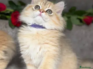 British Longhair cats BLH adorable golden kittens TICA - Advert 3