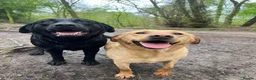 Labrador Retriever dogs for sale: 💛CHUNKY YELLOW LABS DUE 11TH SEPT💛 - Advert 3
