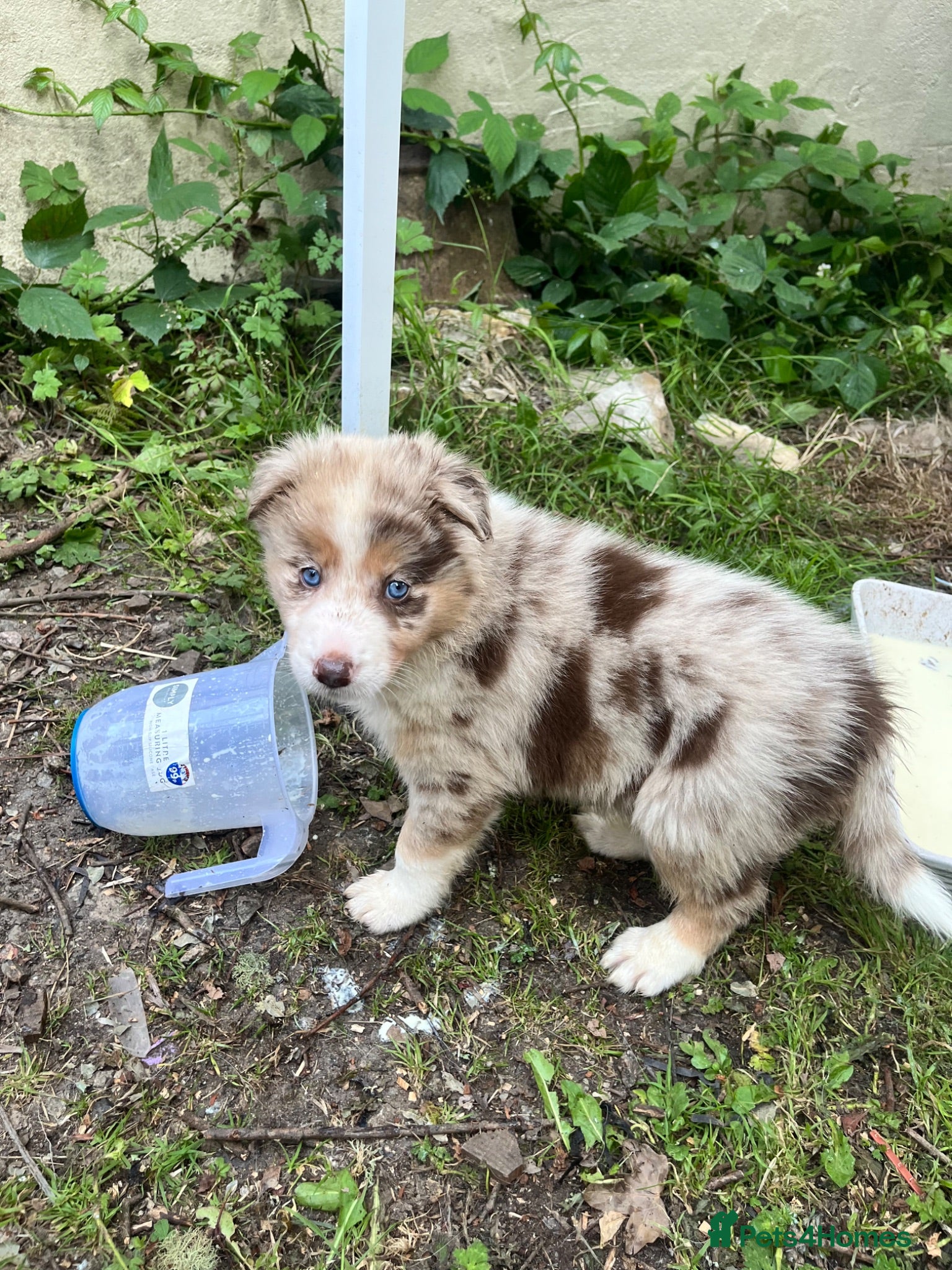 Border Collie dogs ISDS/KC Border Collie puppies for sale  - Advert 2