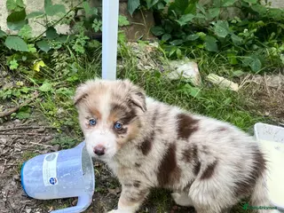 Border Collie dogs ISDS/KC Border Collie puppies for sale - Advert 2