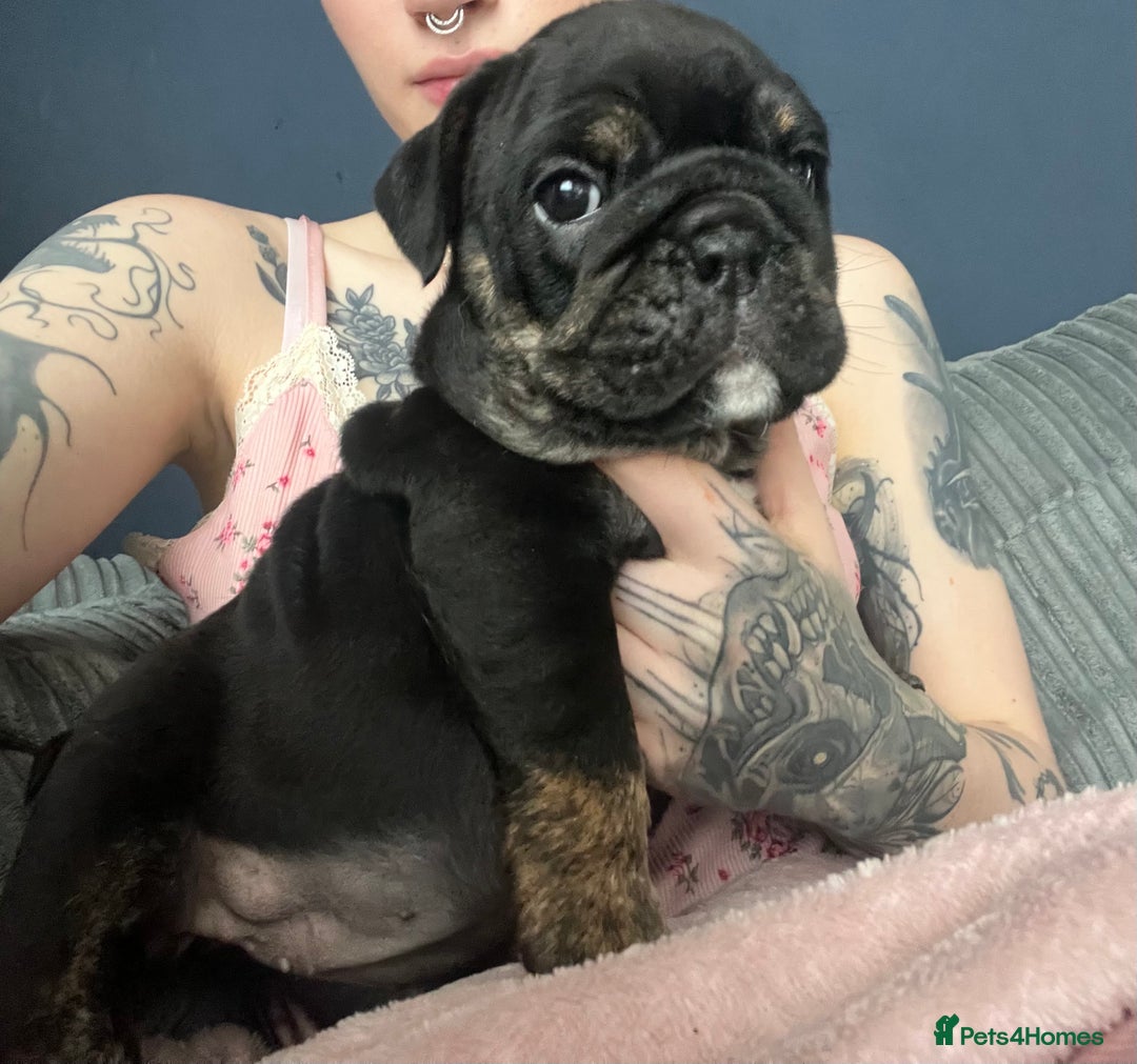 English Bulldog dogs for sale: Last boy left REDUCED  - Image 15