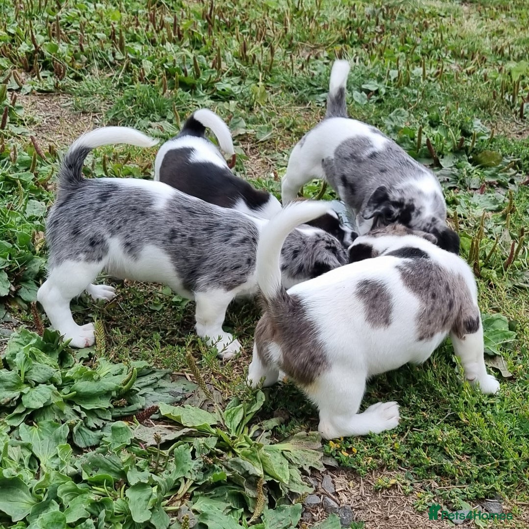Jack Russell dogs for sale: Jack Russell Pups REDUCED - Image 36