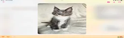 Maine Coon cats for sale: Tica Reg Maine Coons - Advert 1