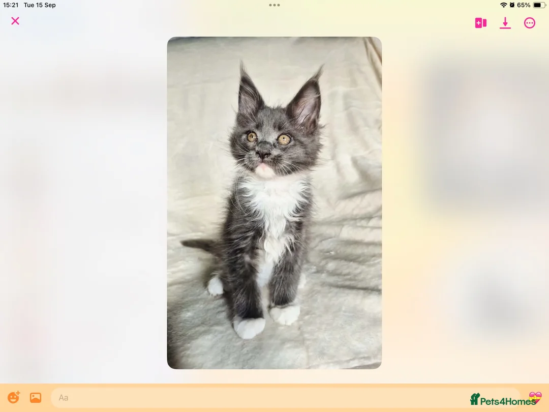 Maine Coon cats for sale: Tica Reg Maine Coons - Advert 1
