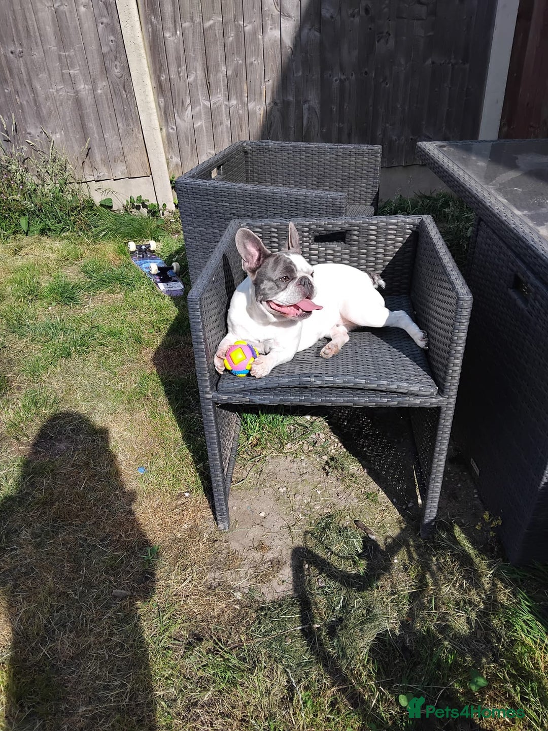 French Bulldog dogs for sale: French bulldogs  - Image 2