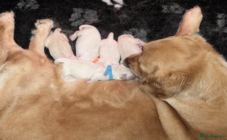 Golden Retriever dogs - Advert 10