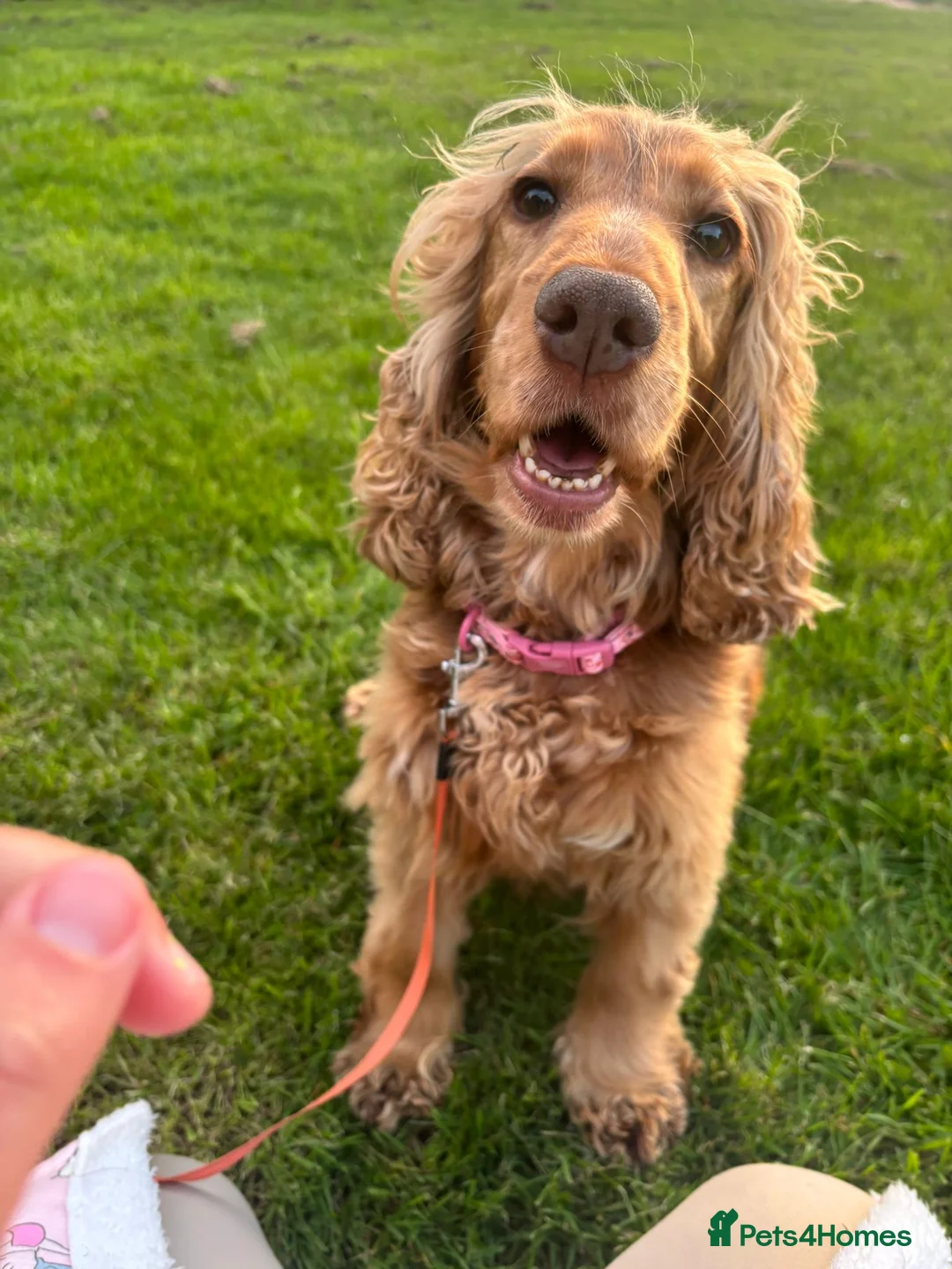 Cocker Spaniel dogs for sale: Show-Type Cocker Spanials in Hinckley - Advert 8