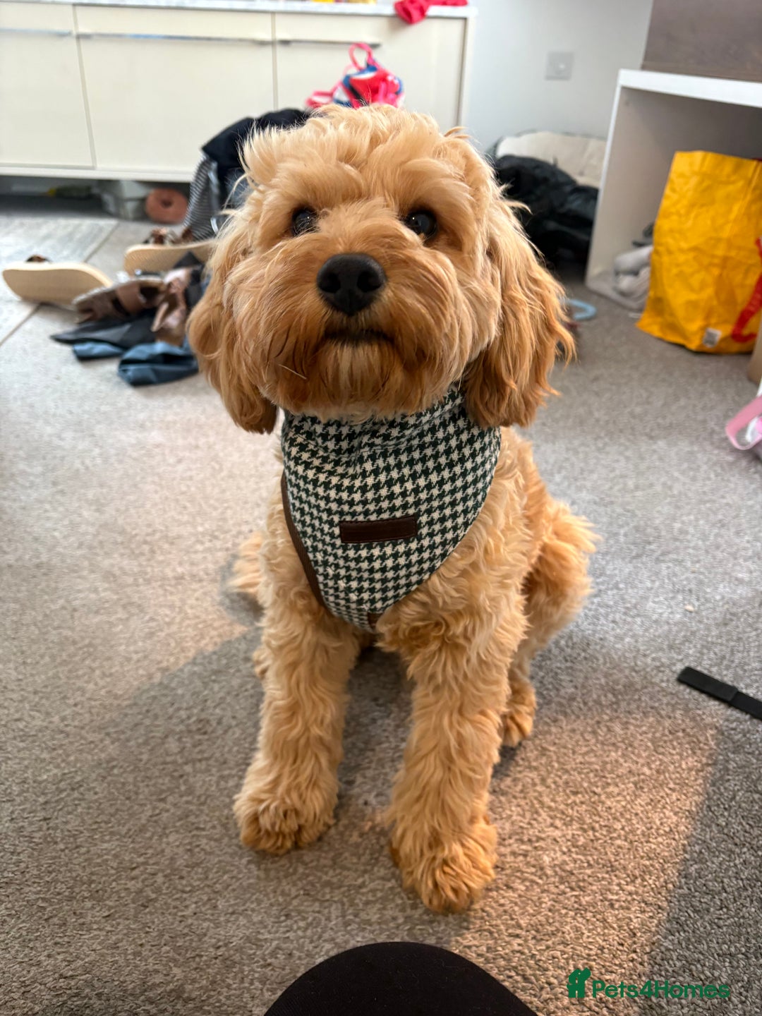 Miniature Poodle dogs for stud: Proven F1 Cavapoo for stud  - Advert 4