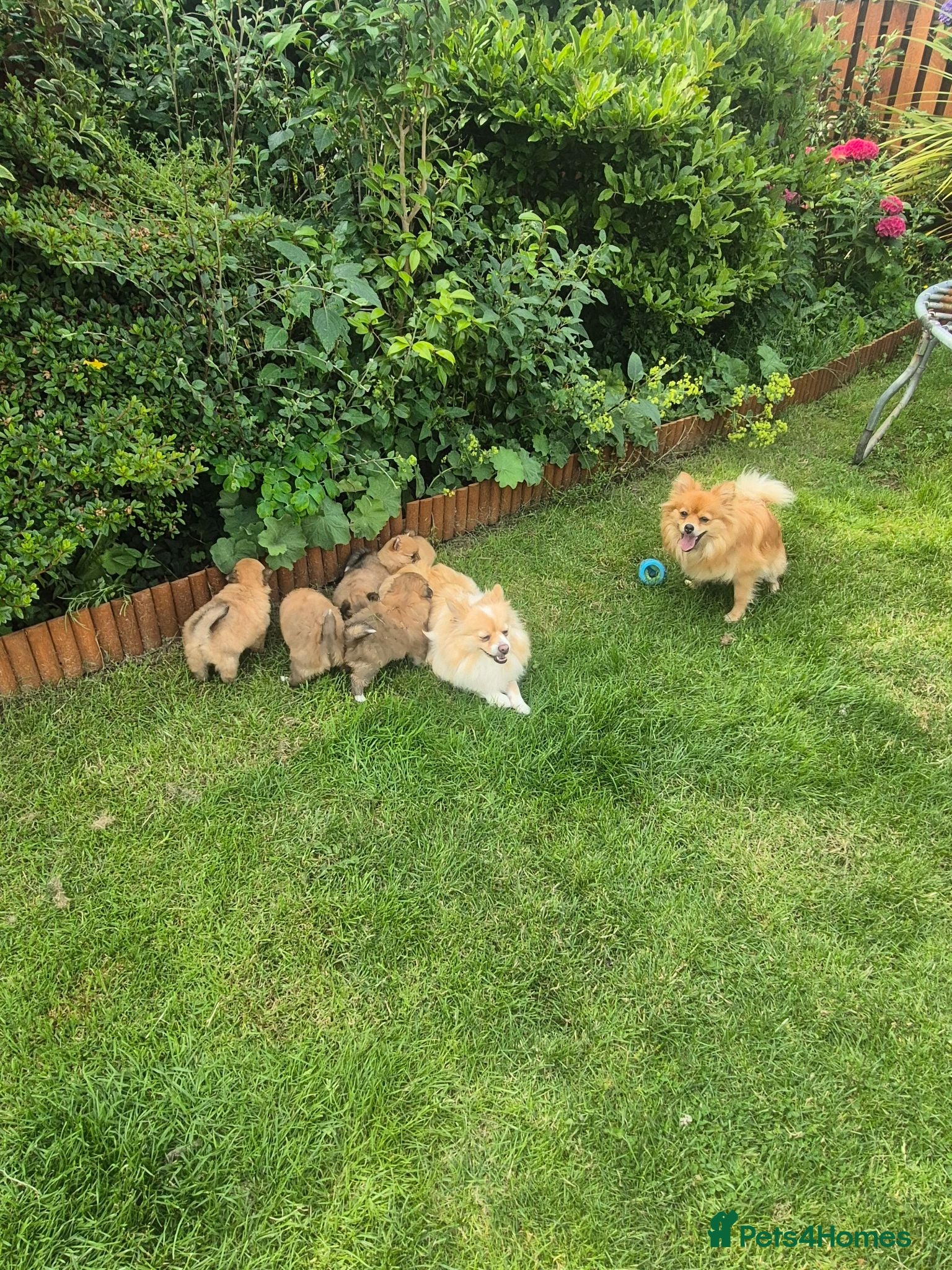 Pomeranian dogs Pomeranian Puppies 5 week old  - Advert 1