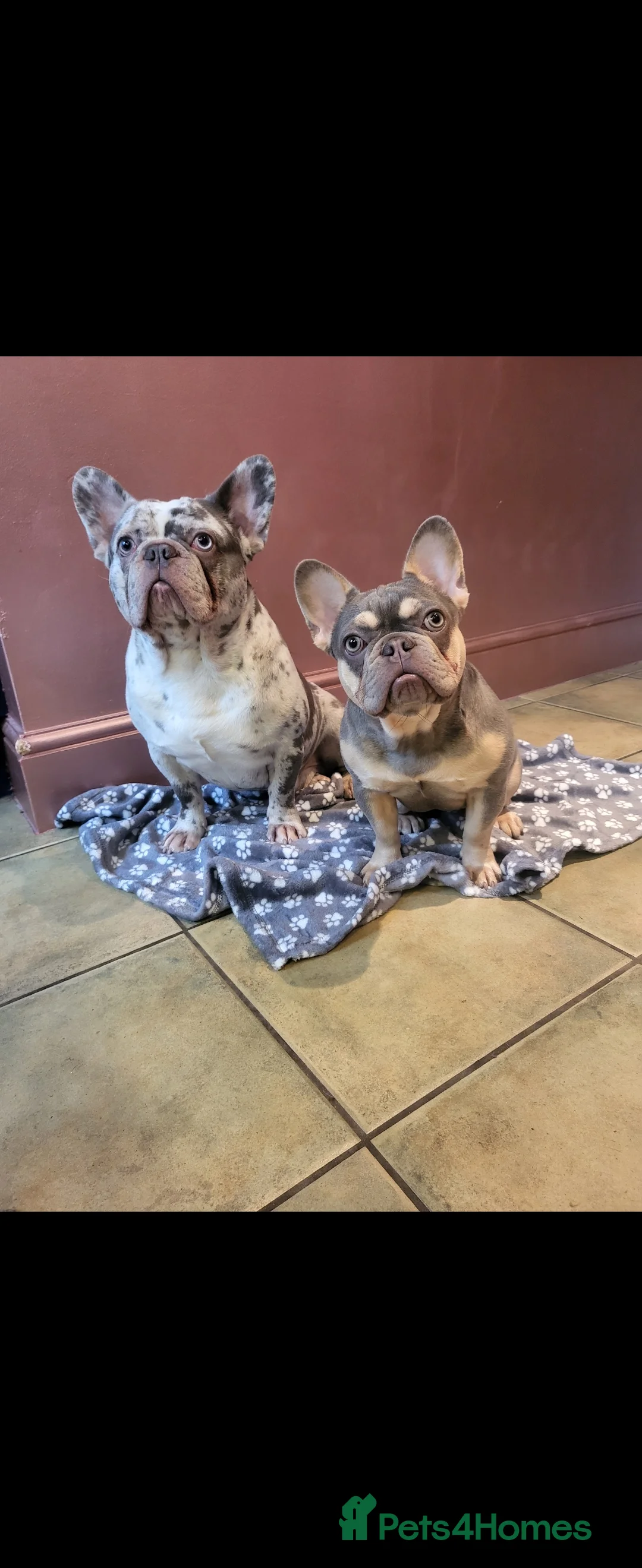 French Bulldog dogs for sale: French Bulldog for sale - Advert 14
