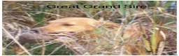 Labrador Retriever dogs for sale: READY NOW Beautiful KC reg girls - health tested - Advert 20