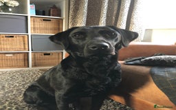 Labrador Retriever dogs for sale: 7 year old Black Labrador bitch (working lines) - Image 1
