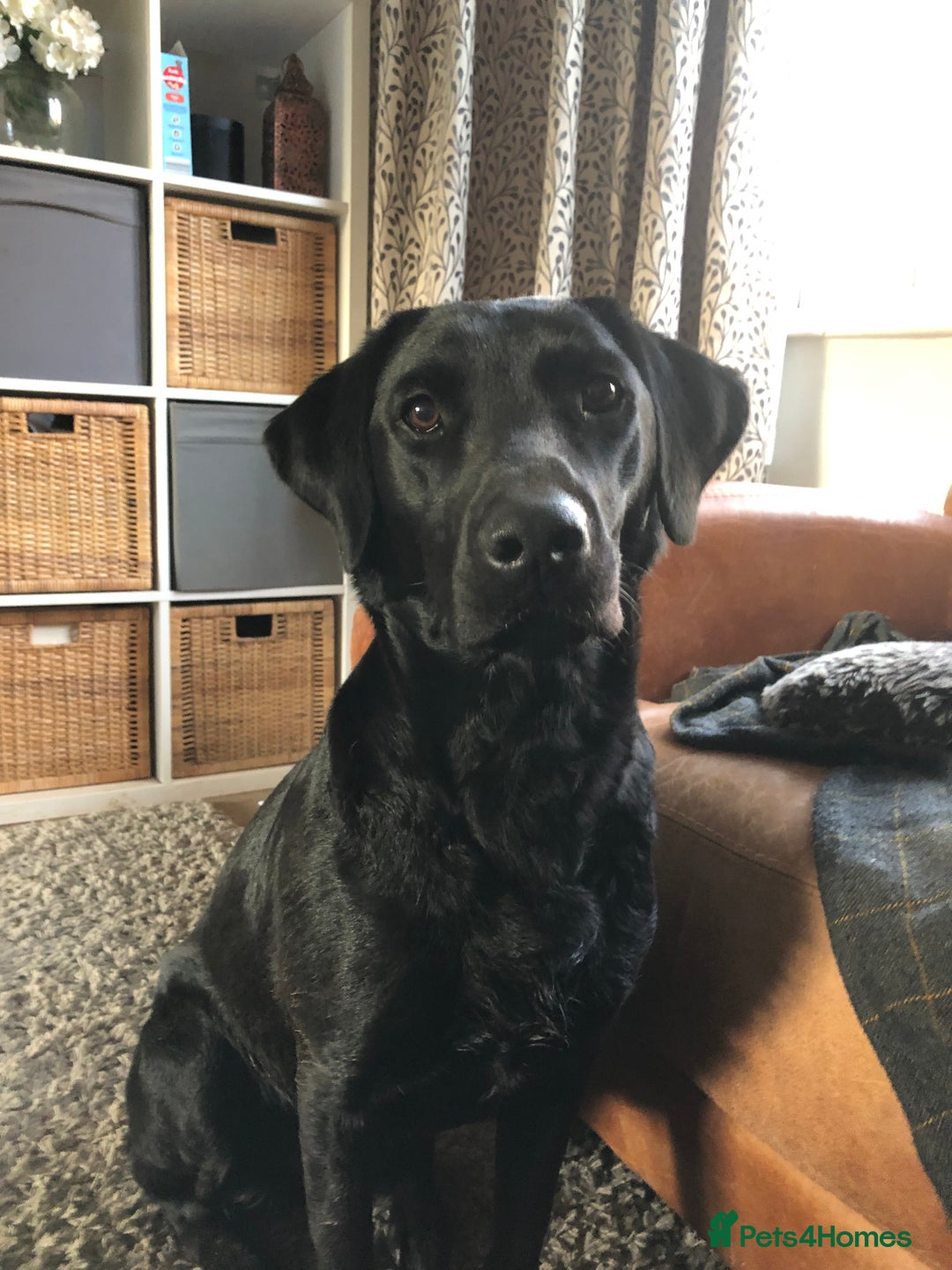 Labrador Retriever dogs for sale: 7 year old Black Labrador bitch (working lines) - Image 1