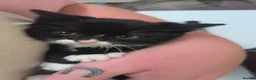 Domestic Shorthair cats for sale: Tuxedo kittens in Holywell - Advert 9