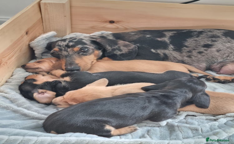 Miniature Dachshund dogs - Advert 1