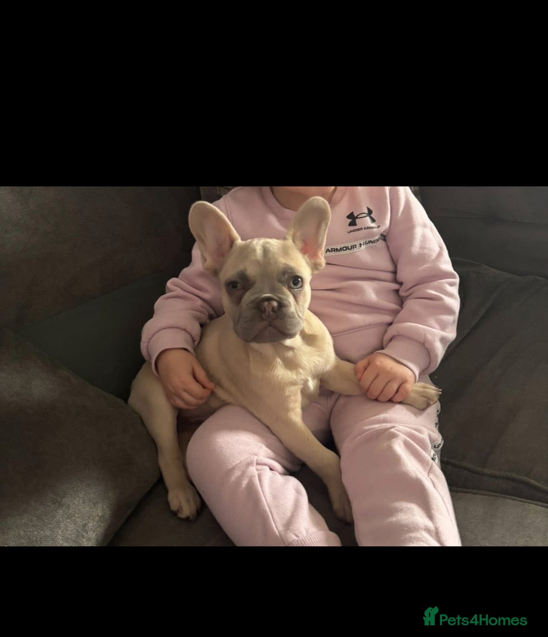 French Bulldog dogs for sale: Cream male French bulldog - Image 1