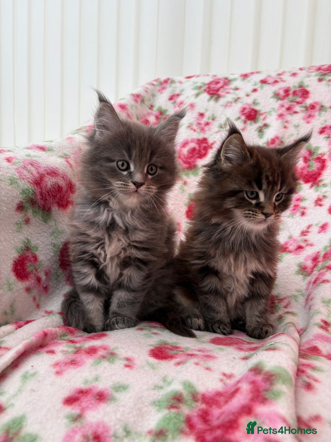 Maine Coon cats for sale: Maine Coon kittens  - Advert 11