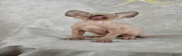 Sphynx cats for sale: Exceptional Sphynx Kittens – Best Pedigree.  - Advert 10