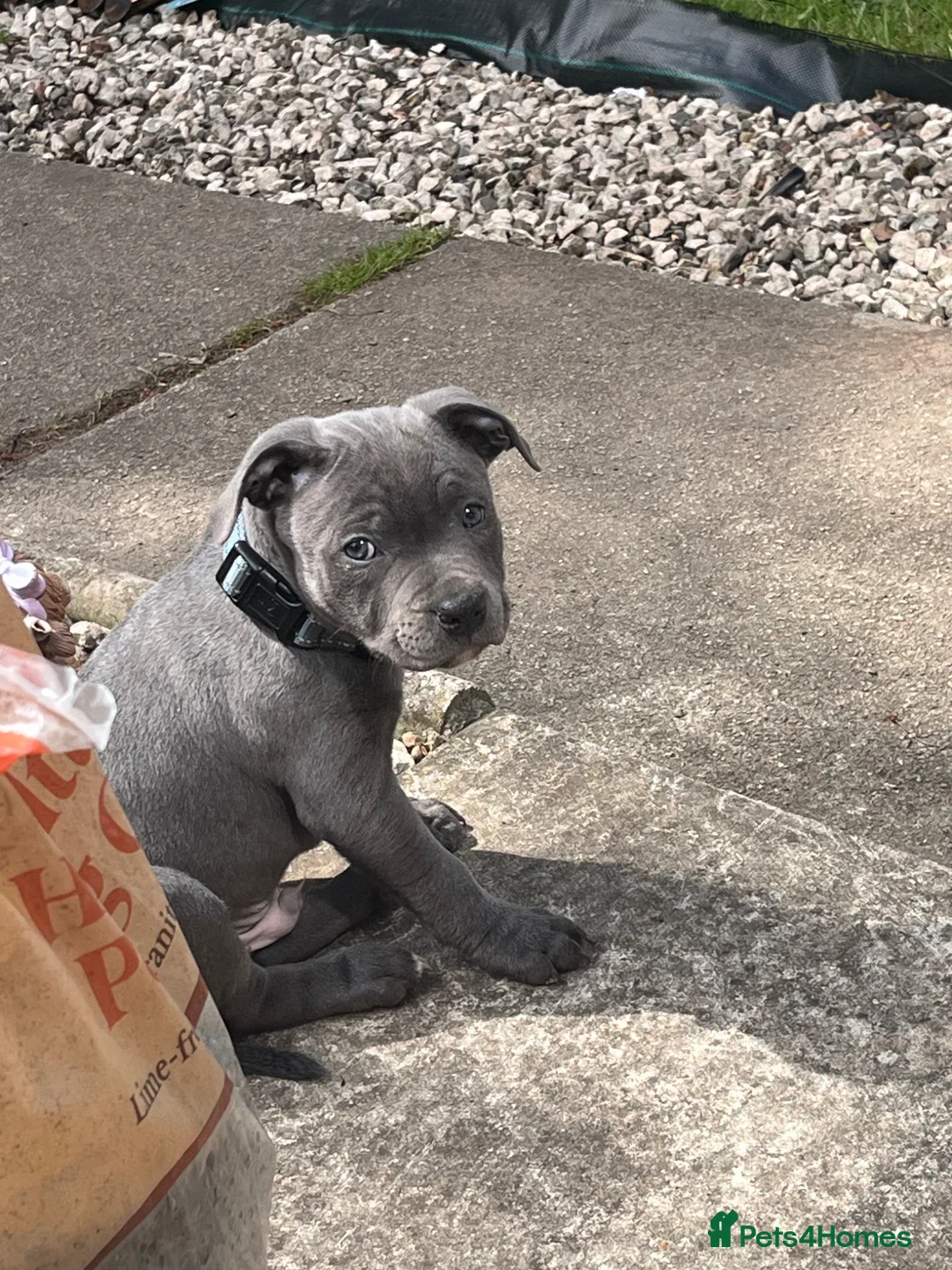Staffordshire Bull Terrier dogs for sale: Blue Staffordshire bull terrier male pup  - Advert 2