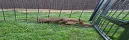 Dachshund dogs for sale: Soo cute  - Advert 34