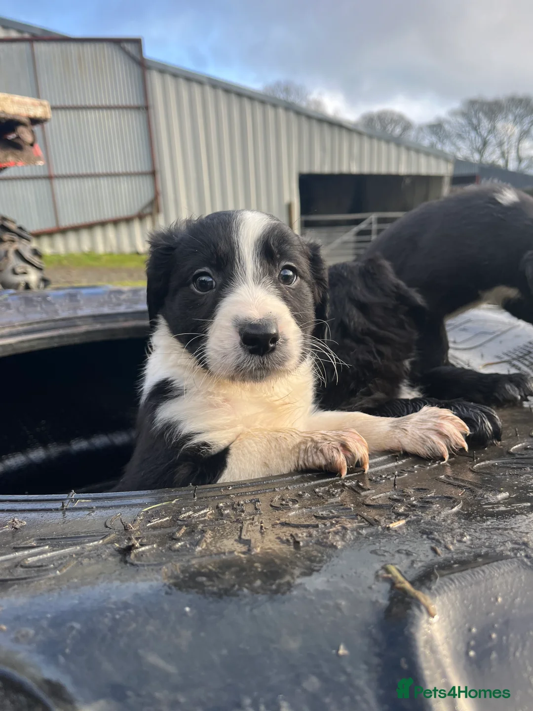 Sprollie dogs for sale: Sprollie puppies  - Advert 14