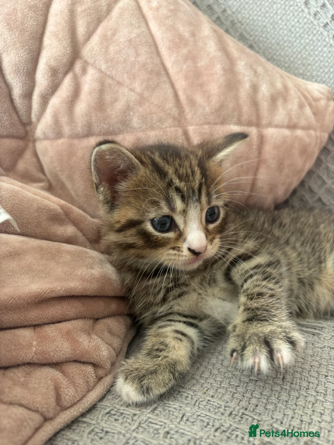 Mixed Breed cats for sale: **BEAUTIFUL FEMALE KITTEN** - Advert 1