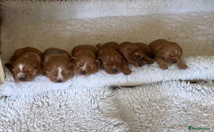 Cocker Spaniel dogs - Advert 5
