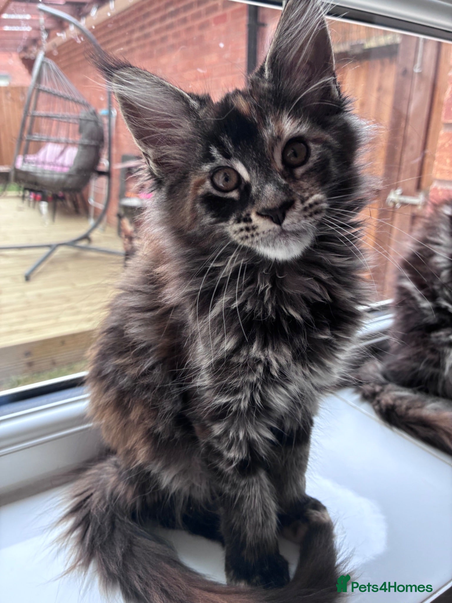 Maine Coon cats Maine Coons - Advert 1
