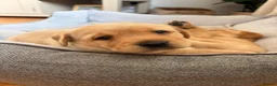 Labrador Retriever dogs for sale: Gorgeous pedigree Labrador puppies  in Cumnock - Advert 12