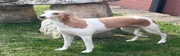 Whippet dogs for sale: Top Quality Whippet Puppies Ready to Reserve in Doncaster - Advert 2