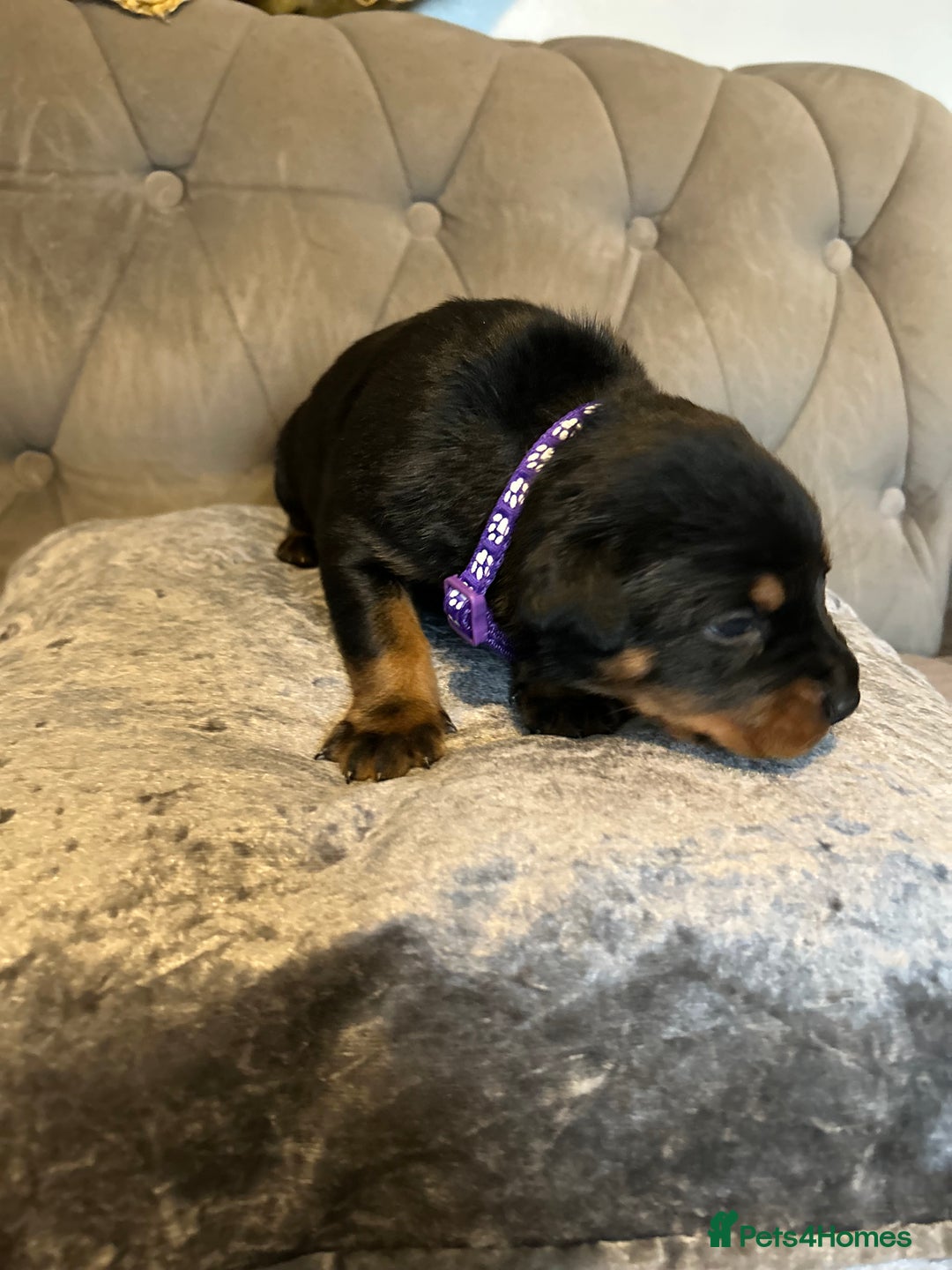Rottweiler dogs for sale: Ready in 2 weeks bunch of 12 rotwellier puppies  - Advert 16