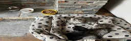 Persian cats for sale: Beautiful Persian X kittens for sale - Advert 17