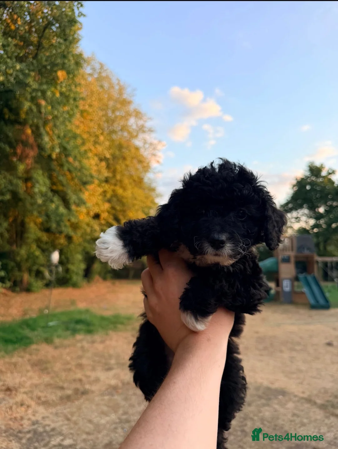 Cockapoo dogs for sale: Puppy’s  - Advert 2