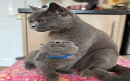 British Shorthair cats for sale: ❤️GCCF CHUNKY BRITISH SHORTHAIR KITTENS❤️ - Image 2