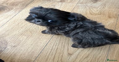 Shih Tzu dogs - Advert 2