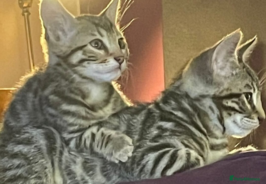 Mixed Breed cats for sale: Cross kittens ready to leave - Image 4