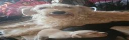 Mixed Breed dogs for sale: Gorgeous little mix breed pups - Advert 1