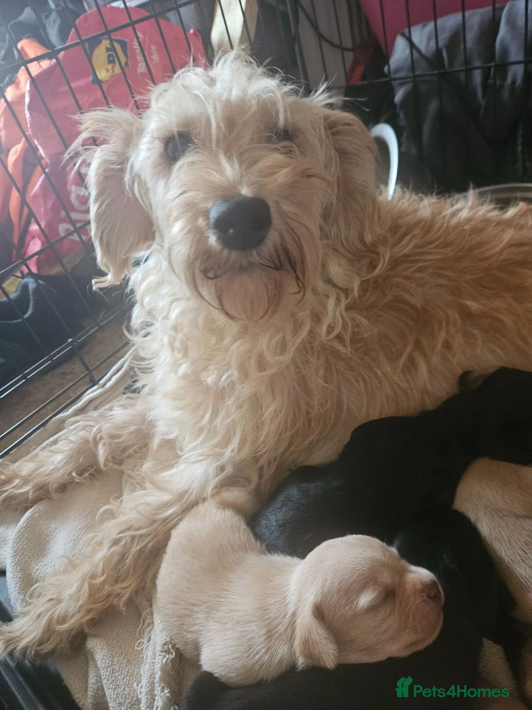 Mixed Breed dogs for sale: Gorgeous little mix breed pups - Advert 1