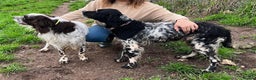 English Setter dogs for adoption: Ken   - Advert 6