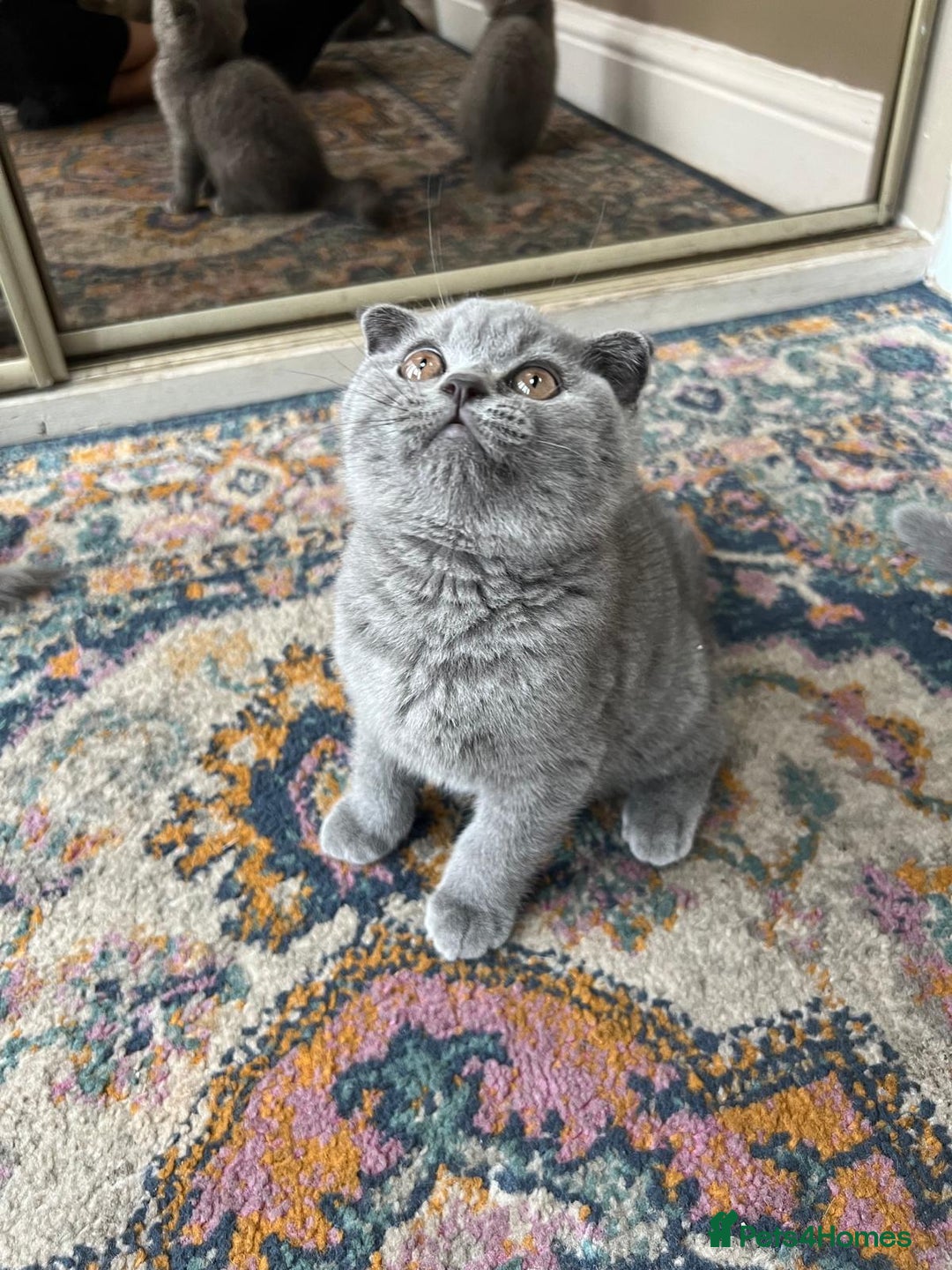 British Shorthair cats for sale: Gorgeous Brittsh Kittens Fully Vaccinated  - Image 15