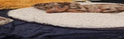 Miniature Dachshund dogs for sale: Minature dashound  in Alfreton - Advert 10