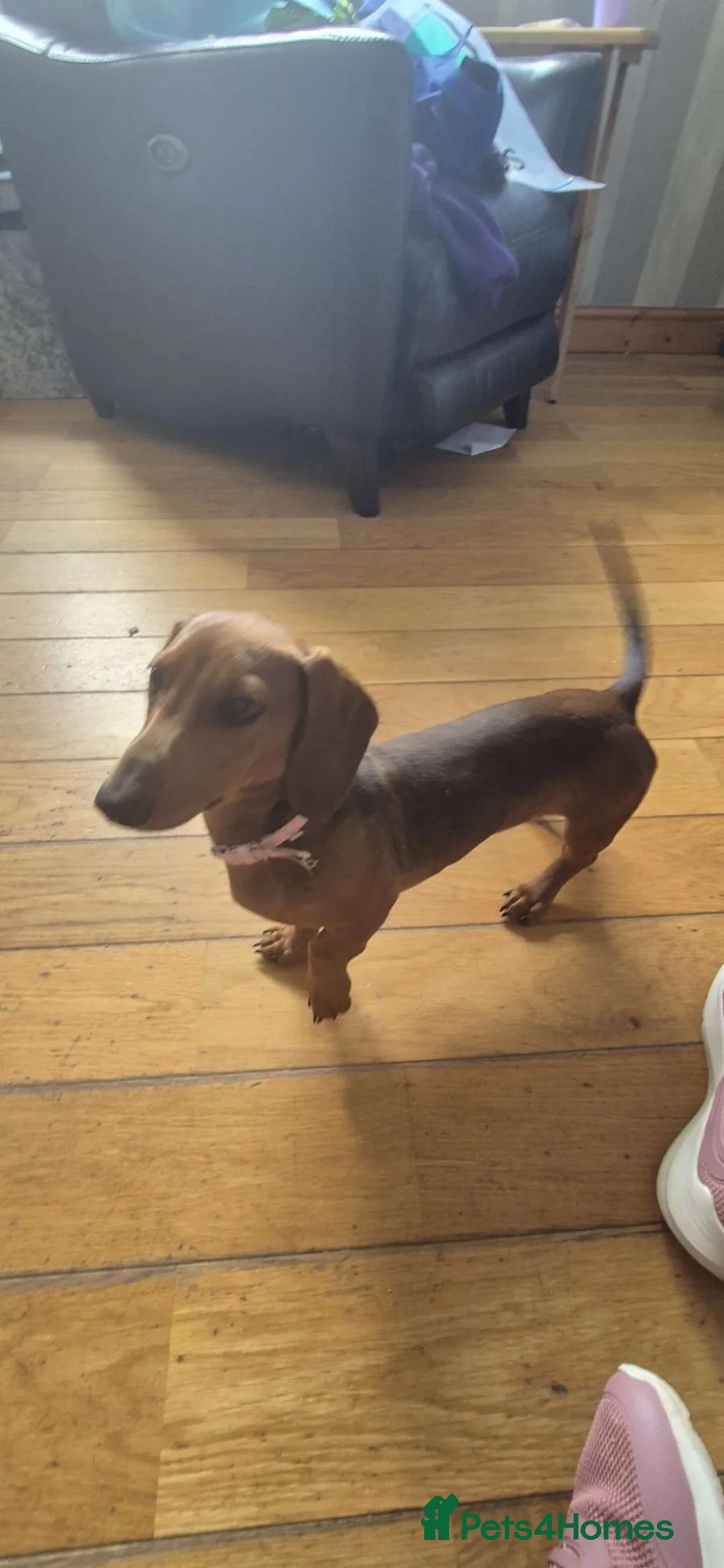 Dachshund dogs for sale: Daschund girl for sale  - Advert 4