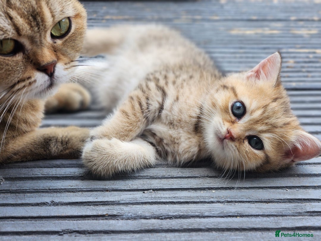 British Shorthair cats for sale: Tica reg Golden Shaded British shorthair kittens. - Image 7