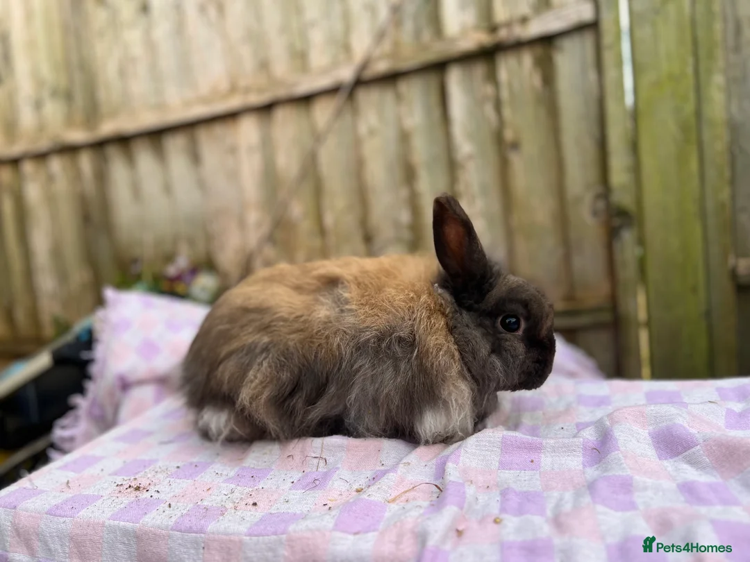 Mixed Breed rabbits for sale: Rabbits for sale various ages and prices in Reading - Advert 2
