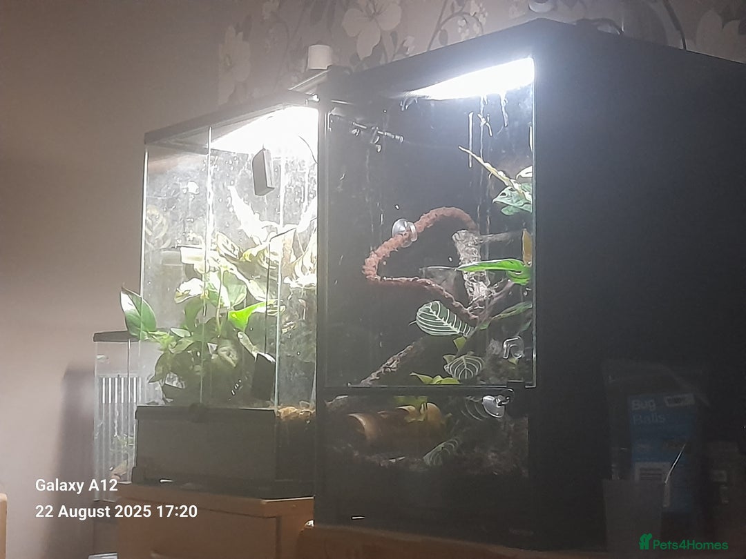 Gecko reptiles for sale: Crested geckos and full set ups  - Image 14