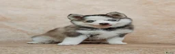 Pomsky dogs for sale: F4 Pomsky Puppies - 2 blue eyed girls left  - Advert 25