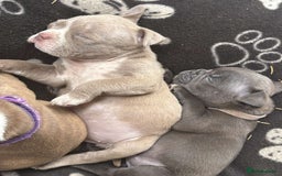 American Bully dogs for sale: Exotic American bully pups blood lines of bitcoin  - Image 16