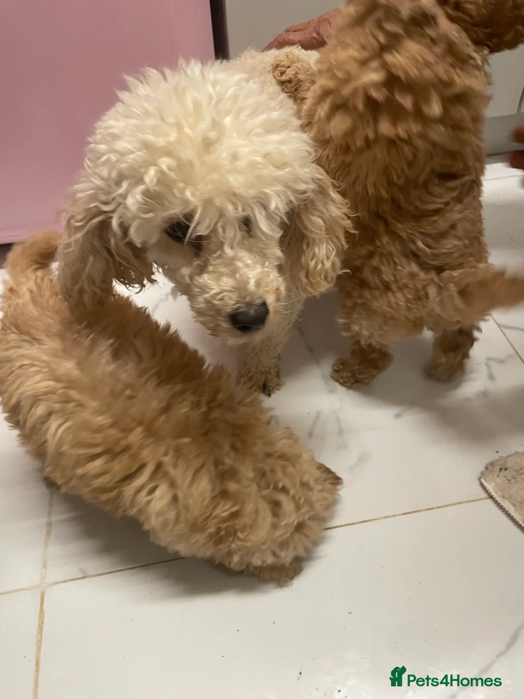 Mixed Breed dogs for sale: Miniature red poodles puppies for sale in Reading - Advert 5