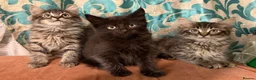 Maine Coon cats for sale: Maine Coon Absolutely  beautiful Kittens for Sale  - Advert 5