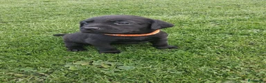 Labrador Retriever 7